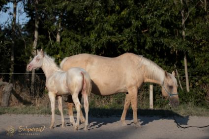 Elad 6 hnapos quarter horse mn 