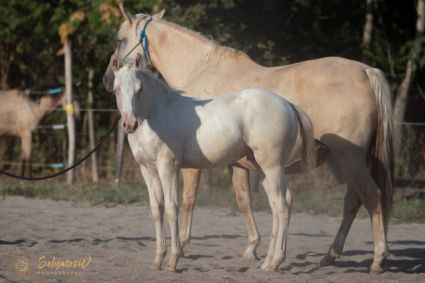 Elad 6 hnapos quarter horse mn 