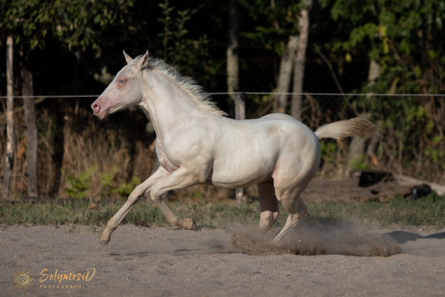 Elad� 12 h�napos quarter horse m�n 