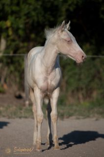 Elad 6 hnapos quarter horse mn 