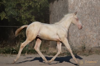 Elad 6 hnapos quarter horse mn 