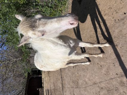 Elad� 12 h�napos quarter horse m�n 
