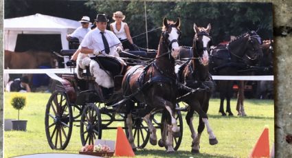 Elad� 17 �ves holland sportl�/KWPN m�n 