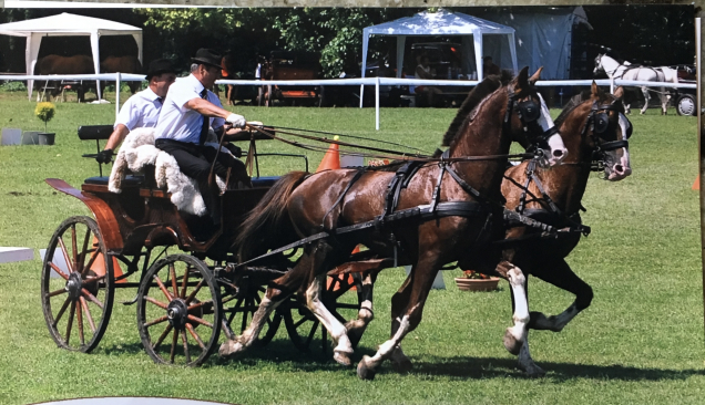 Elad� 17 �ves holland sportl�/KWPN m�n 