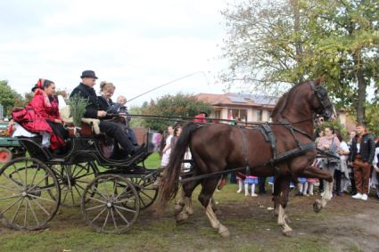 Elad� 17 �ves holland sportl�/KWPN m�n 