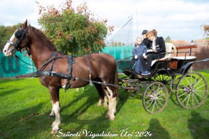 Elad� 17 �ves holland sportl�/KWPN m�n 