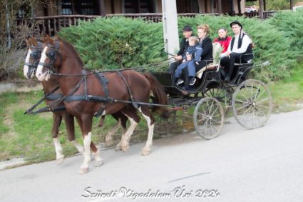 Elad� 17 �ves holland sportl�/KWPN m�n 