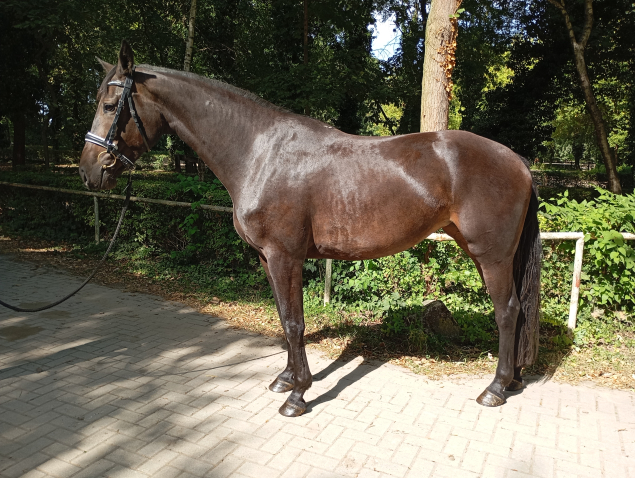 Elad� 5 �ves hannoveri kanca 