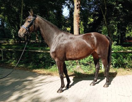 Elad� 5 �ves hannoveri kanca 