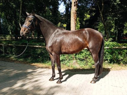 Elad� 5 �ves hannoveri kanca 