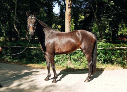 Elad� 5 �ves hannoveri kanca 