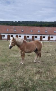 Elad� 9 �ves haflingi her�lt 