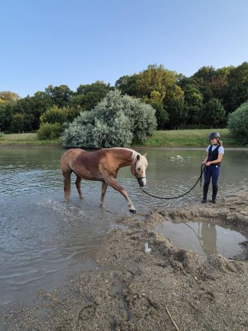 Elad� 9 �ves haflingi her�lt 