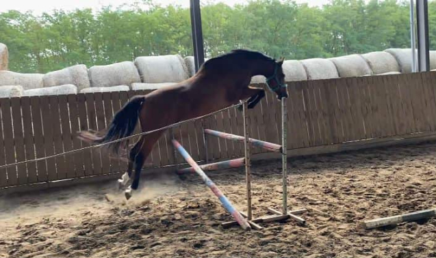 Elad� 5 �ves magyar sportl� her�lt 