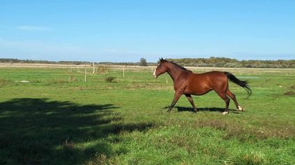 Elad� 5 �ves magyar sportl� her�lt 