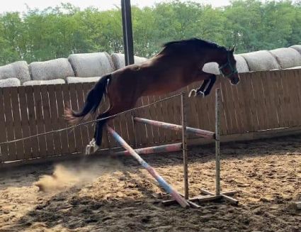 Elad� 5 �ves magyar sportl� her�lt 