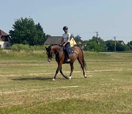 Elad� 5 �ves magyar sportl� her�lt 