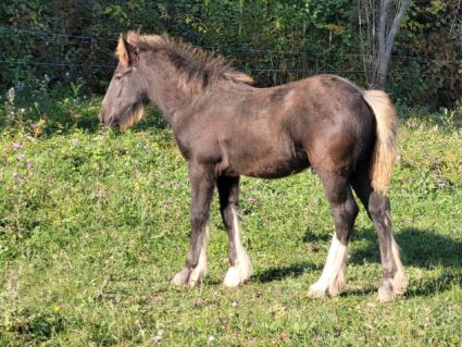 Elad� 11 h�napos tinker m�n 