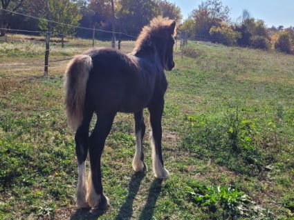 Elad� 11 h�napos tinker m�n 