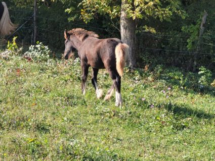 Elad� 11 h�napos tinker m�n 