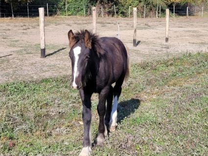 Elad� 11 h�napos tinker m�n 