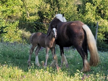 Elad� 11 h�napos tinker m�n 