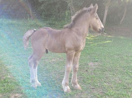 Elad� 11 h�napos tinker m�n 