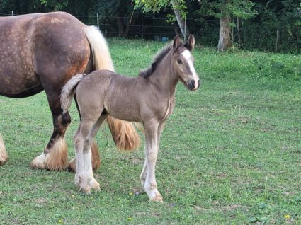 Elad� 11 h�napos tinker m�n 