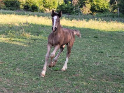 Elad� 11 h�napos tinker m�n 