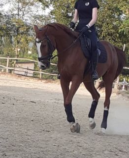 Elad 12 ves kisbri flvr herlt 