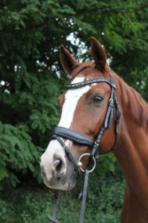 Elad 12 ves kisbri flvr herlt 