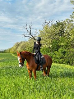 Elad 12 ves kisbri flvr herlt 