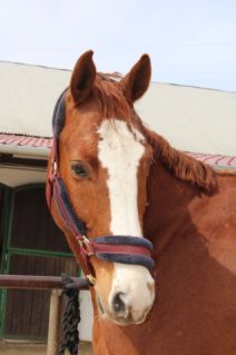 Elad 12 ves kisbri flvr herlt 