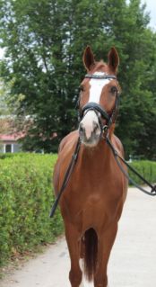 Elad 12 ves kisbri flvr herlt 