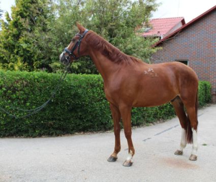 Elad 12 ves kisbri flvr herlt 