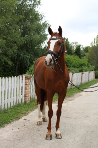 Elad 12 ves kisbri flvr herlt 