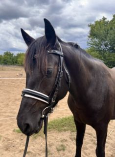 Elad 5 ves magyar flvr herlt 