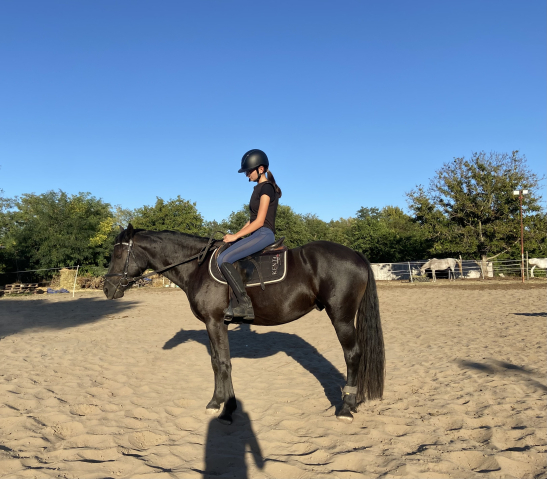 Elad 5 ves magyar flvr herlt 