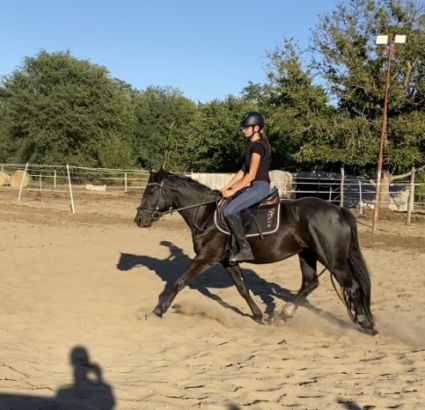 Elad 5 ves magyar flvr herlt 