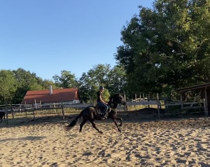 Elad 5 ves magyar flvr herlt 