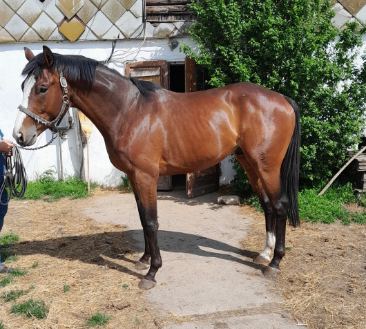Elad� 5 �ves angol teliv�r m�n 