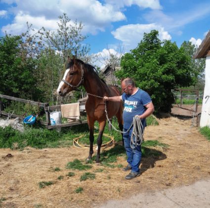 Elad� 5 �ves angol teliv�r m�n 