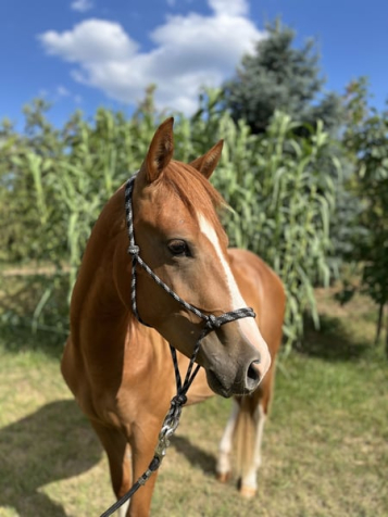 Elad 2 ves quarter horse herlt 