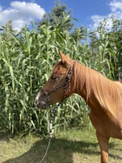 Elad 2 ves quarter horse herlt 