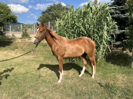 Elad 2 ves quarter horse herlt 