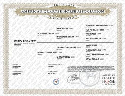 Elad 2 ves quarter horse herlt 