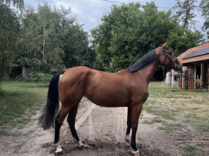 Elad� 5 �ves magyar sportl� kanca 
