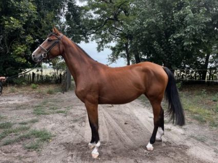Elad� 5 �ves magyar sportl� kanca 