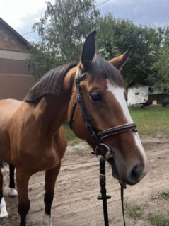 Elad� 5 �ves magyar sportl� kanca 