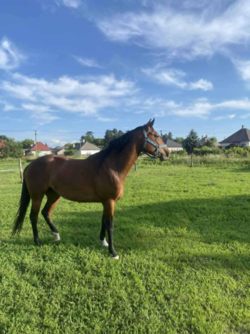 Elad� 6 �ves appaloosa kanca 